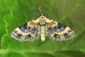 Attēlu rezultāti vaicājumam “Eupithecia linariata”