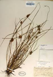 Attēlu rezultāti vaicājumam “Carex viridula”