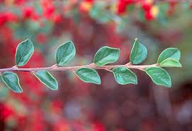 Attēlu rezultāti vaicājumam “Cotoneaster divaricatus”