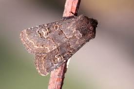 Attēlu rezultāti vaicājumam “Tholera cespitis”