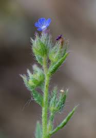 Attēlu rezultāti vaicājumam “Anchusa arvensis flower”