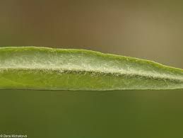 Attēlu rezultāti vaicājumam “Lysimachia thyrsiflora leaf”