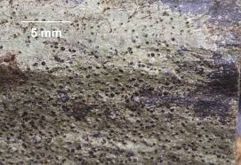 Attēlu rezultāti vaicājumam “Verrucaria hydrela”