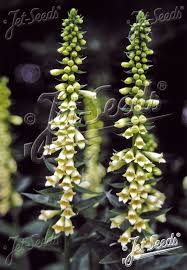 Image result for Digitalis lutea