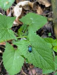 Attēlu rezultāti vaicājumam “Gaurotes virginea”