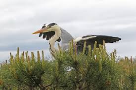 Attēlu rezultāti vaicājumam “Ardea cinerea adult”