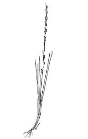 Attēlu rezultāti vaicājumam “Triglochin palustre fruit”