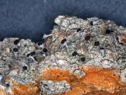 Attēlu rezultāti vaicājumam “Chaenotheca gracilenta”