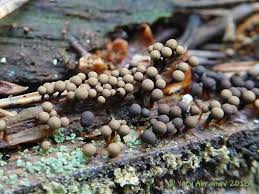 Attēlu rezultāti vaicājumam “Cribraria macrocarpa”