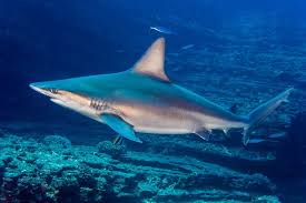 Image result for Carcharhinus isodon