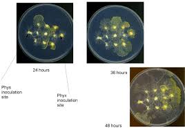 Attēlu rezultāti vaicājumam “Physarum murinum”