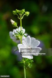Attēlu rezultāti vaicājumam “Malva moschata alba flower”