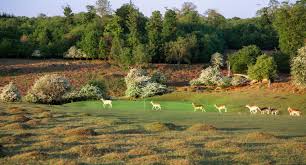 Image result for Knowle Golf Club Limited