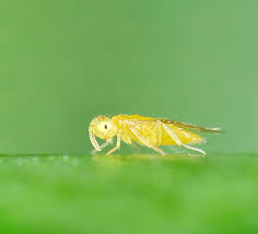 Attēlu rezultāti vaicājumam “Aphodius sp. imago”