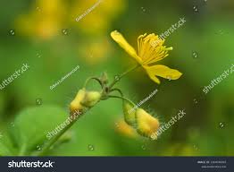 Attēlu rezultāti vaicājumam “Chelidonium majus bud”