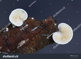 Attēlu rezultāti vaicājumam “Crepidotus versutus”