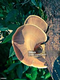 Attēlu rezultāti vaicājumam “Coltricia perennis”