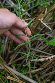 Attēlu rezultāti vaicājumam “Epilobium palustre leaf”