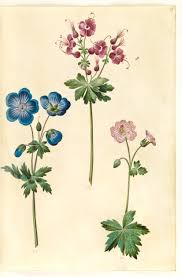 Attēlu rezultāti vaicājumam “Geranium pratense”