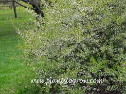 Attēlu rezultāti vaicājumam “Prunus spinosa”