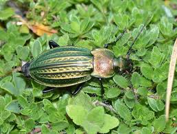Attēlu rezultāti vaicājumam “Carabus cancellatus”