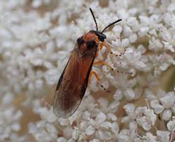 Attēlu rezultāti vaicājumam “Athelia pyriformis”