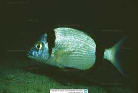 Image result for Diplodus lineatus