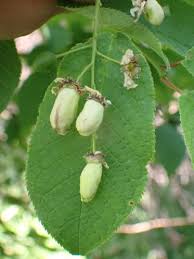 Attēlu rezultāti vaicājumam “Taphrina padi”