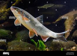 Image result for Chondrostoma nasus