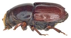 Attēlu rezultāti vaicājumam “Scolytus scolytus, Scolytus multistriatus”