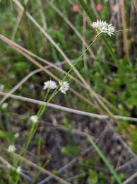 Attēlu rezultāti vaicājumam “Rhynchospora alba flower”