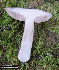 Attēlu rezultāti vaicājumam “Leccinum melaneum”