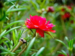 Attēlu rezultāti vaicājumam “Portulacaceae”