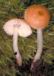 Attēlu rezultāti vaicājumam “Hygrocybe sp.”