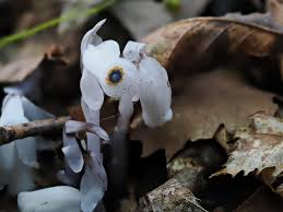 Image result for ギンリョウソウ