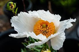 Image result for Romneya coulteri
