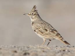 Attēlu rezultāti vaicājumam “Galerida cristata”