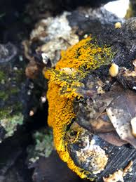 Attēlu rezultāti vaicājumam “Physarum bryocorticola sessile”