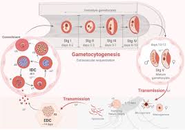 Attēlu rezultāti vaicājumam “Enteridium variabile plasmodium”