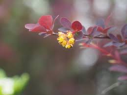 Attēlu rezultāti vaicājumam “Berberis thunbergii flower”