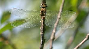 Attēlu rezultāti vaicājumam “Aeshna mixta female”