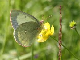 Attēlu rezultāti vaicājumam “Colias palaeno male”