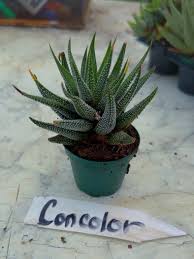 Image result for Haworthia mix
