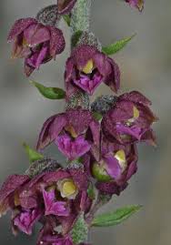 Attēlu rezultāti vaicājumam “Epipactis atrorubens flower”