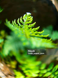 Attēlu rezultāti vaicājumam “Dryopteris expansa”