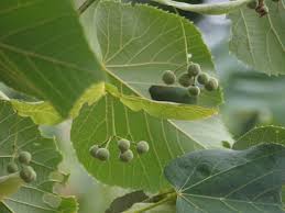 Attēlu rezultāti vaicājumam “Tilia x moltkei”