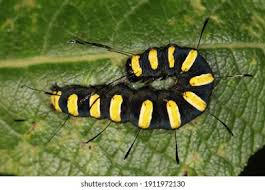 Attēlu rezultāti vaicājumam “Acronicta alni larva”