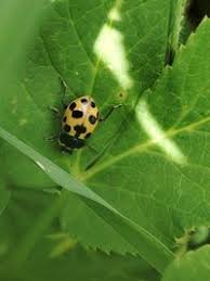 Attēlu rezultāti vaicājumam “Hippodamia notata”