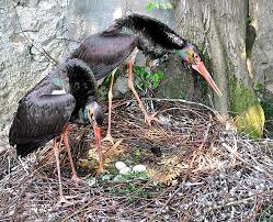 Attēlu rezultāti vaicājumam “Ciconia nigra nest”