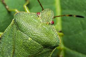 Attēlu rezultāti vaicājumam “Palomena prasina”